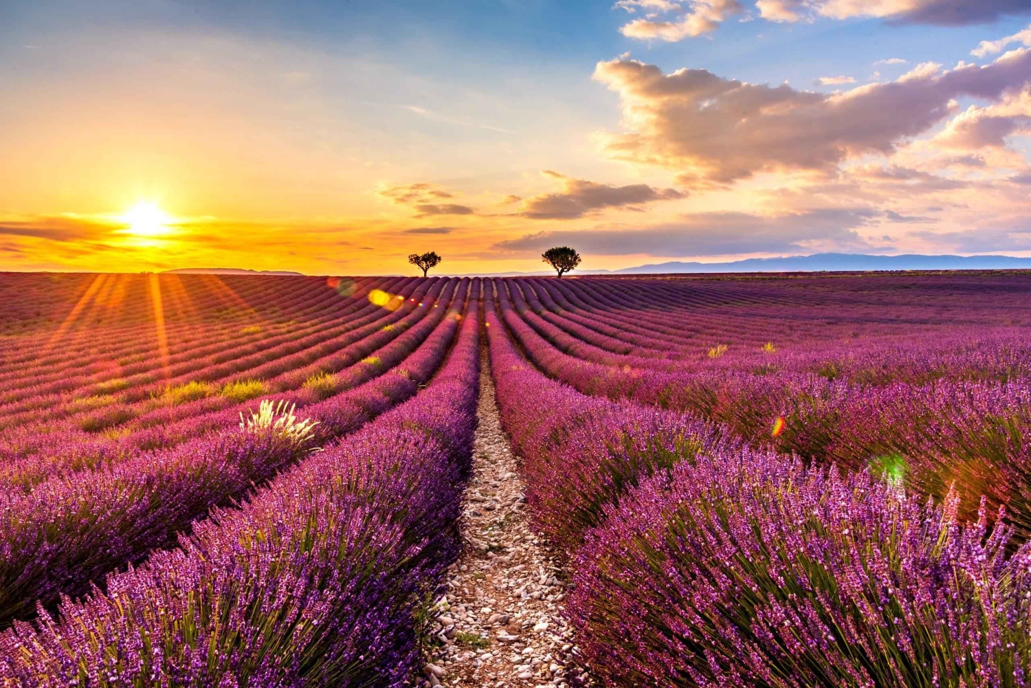 From Nice or Cannes: Provence Lavender Fields & Verdon Tour