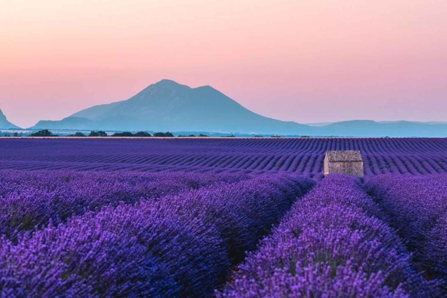 From Nice or Cannes: Provence Lavender Fields & Verdon Tour