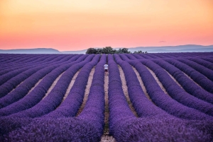 From Nice or Cannes: Provence Lavender Fields & Verdon Tour