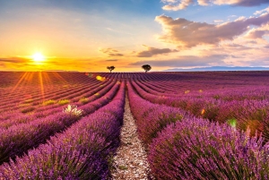 From Nice or Cannes: Provence Lavender Fields & Verdon Tour