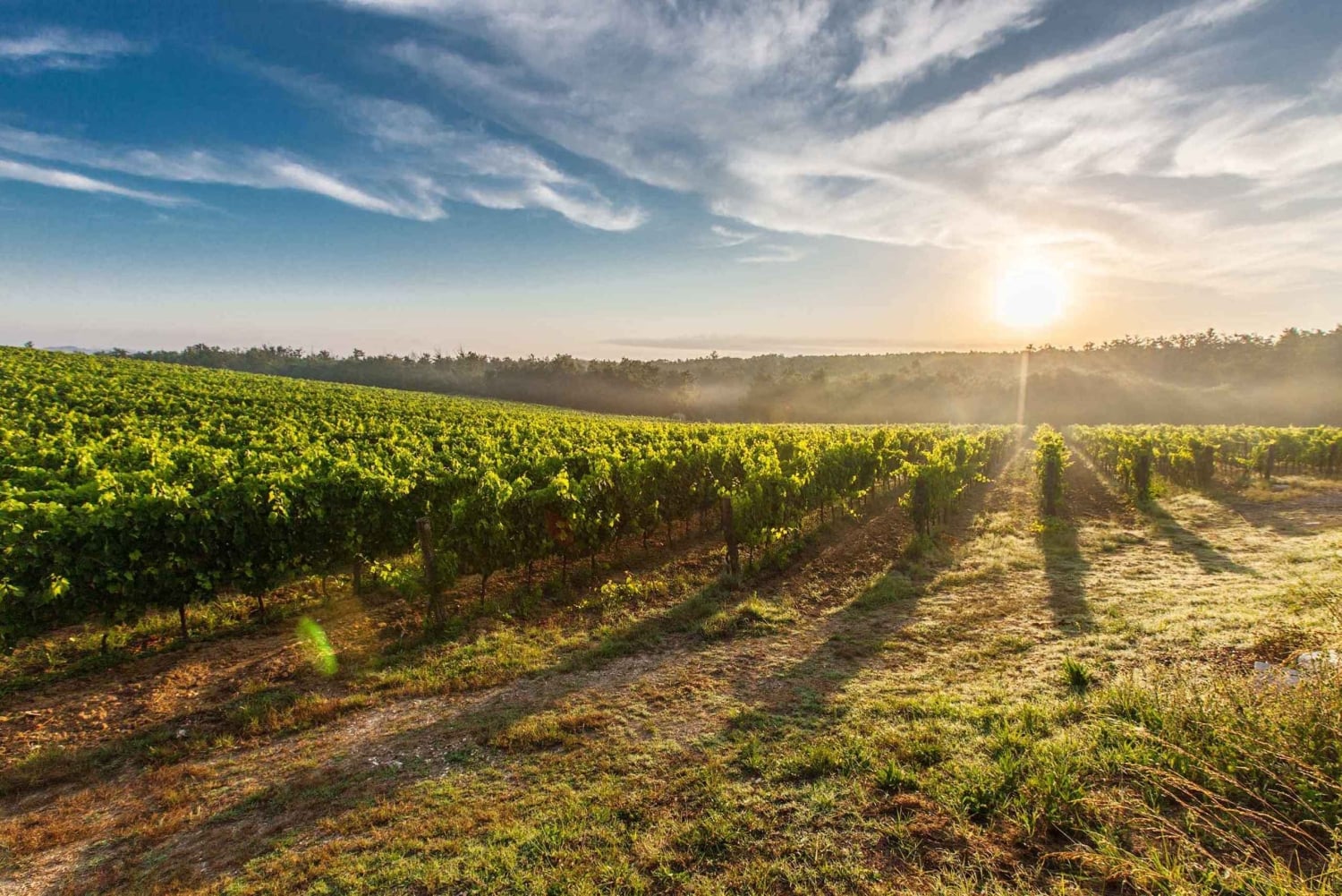 From Nice: Private Bellet Wine Tasting Day Trip