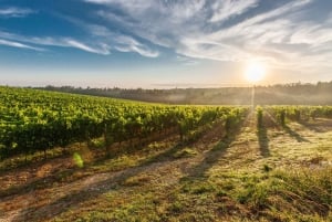 From Nice: Private Bellet Wine Tasting Day Trip