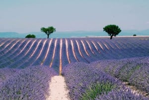 From Nice: The Grand Canyon of Europe & its Lavender Fields