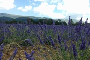 From Nice: The Grand Canyon of Europe & its Lavender Fields