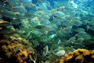 From Nice: Villefranche Bay Swimming & Snorkeling Boat Tour