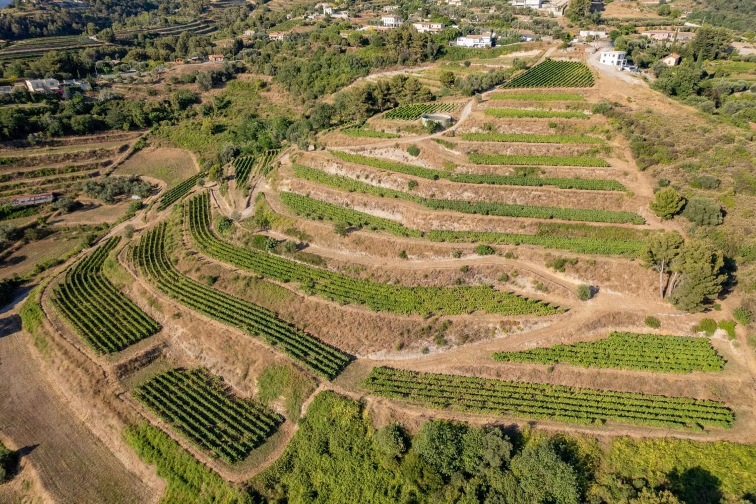 Full-Day Wine Tour in Bellet & Saint-Paul de Vence From Nice
