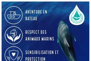 Marina Baie des Anges boat trip to the Pelagos Sanctuary