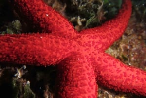 Marina Baie des Anges boat trip to the Pelagos Sanctuary