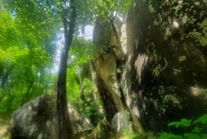 Mountain Train Experience: Hike & Mystic Forest (From Nice)