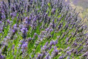 Nice: 5 Cities of the French Riviera Private Full-Day Trip