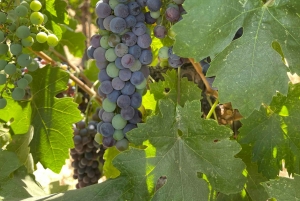 Nice: 5 Cities of the French Riviera Private Full-Day Trip