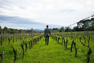 Nice: Full Day Trip Private Wine Tour (Cremat and more)