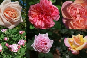 Nice: Medieval Villages Full-Day Guided Trip