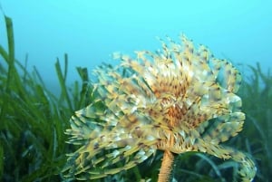 Nice : VIP sea tour with snorkeling & discover scuba