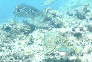 Nice : VIP sea tour with snorkeling & discover scuba