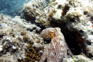 Nice : VIP sea tour with snorkeling & discover scuba