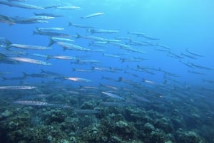 Nice : VIP sea tour with snorkeling & discover scuba