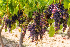 Organic Wine Tasting with Saint paul Half Day Tour from Nice