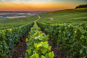 Organic Wine Tasting with Saint paul Half Day Tour from Nice