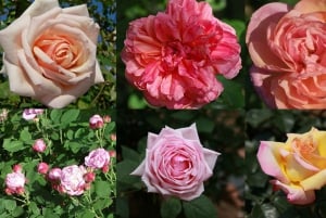 Private tour to discover & enjoy the best of French Riviera