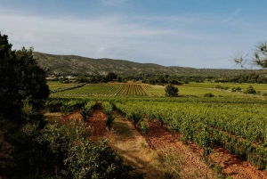 Richness of Provence in one day - customizable private trip