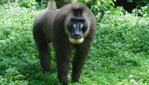 Afi Mountain Wildlife Sanctuary