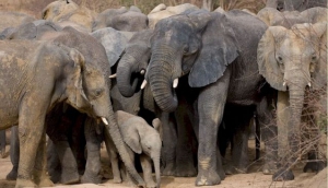 Yankari Game Reserve 