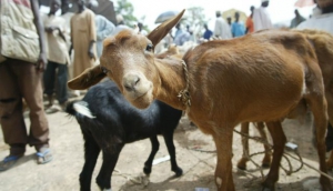 Elephants move across a beautiful savannah