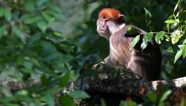 Red Colobus monkey in tree