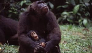 Afi Mountain Wildlife Sanctuary