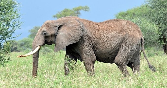 nigeria animals