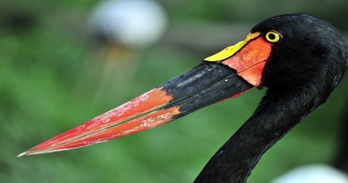 Saddle-Billed Stork