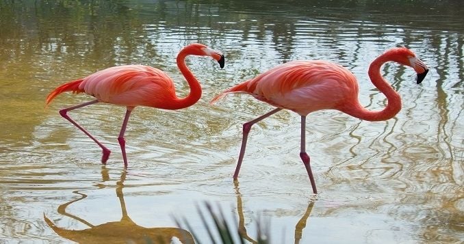 Flamingoes