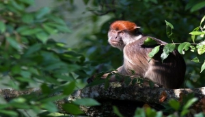 Wall in Grove; oneVillage Incentive