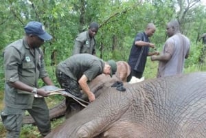 2 dages rundtur i Nigerias vilde dyreliv