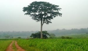 IITA Forest