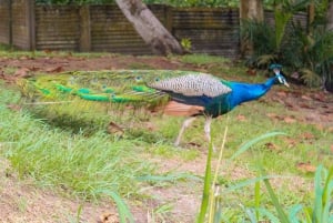 Lagos: Visita guiada al Centro de Conservación de Lekki (LCC)