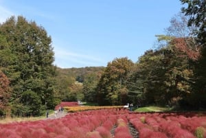 Tokyo: escursione panoramica di un giorno a Gunma con raccolta di frutta e pranzo a base di granchio
