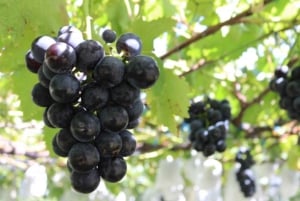 Tokyo: escursione panoramica di un giorno a Gunma con raccolta di frutta e pranzo a base di granchio