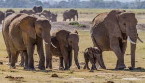 Yankari National Park