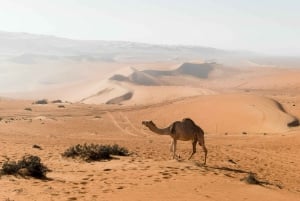 2 Tage und 1 Nacht Private Wahiba Sands Desert Tour