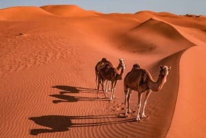 2 Tage und 1 Nacht Private Wahiba Sands Desert Tour