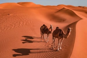2 dage og 1 nat i Wahiba Sands-ørkenen med Wadi