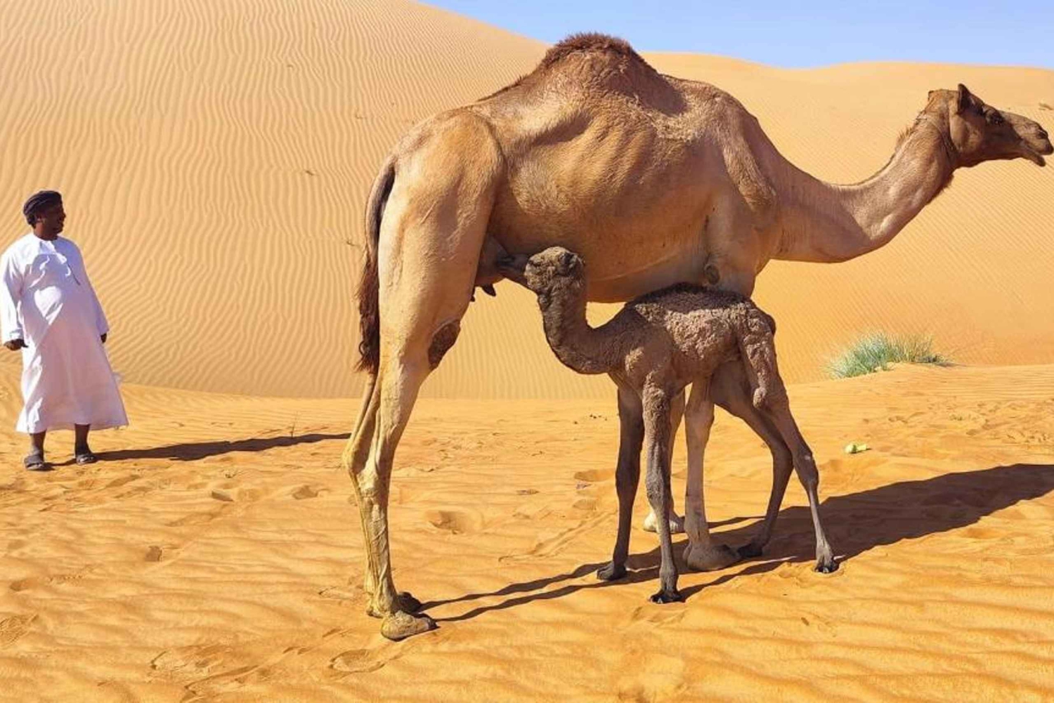 سفاري صحراء غروب الشمس الفاخرة في صلالة وربع الخالي