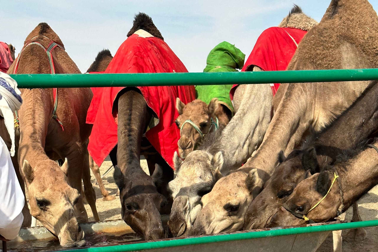 سفاري صحراء غروب الشمس الفاخرة في صلالة وربع الخالي