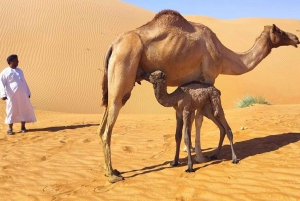 سفاري صحراء غروب الشمس الفاخرة في صلالة وربع الخالي