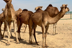 سفاري صحراء غروب الشمس الفاخرة في صلالة وربع الخالي