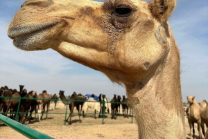 سفاري صحراء غروب الشمس الفاخرة في صلالة وربع الخالي