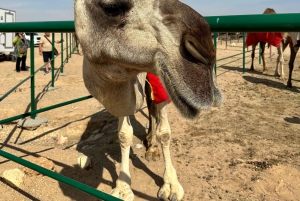 سفاري صحراء غروب الشمس الفاخرة في صلالة وربع الخالي