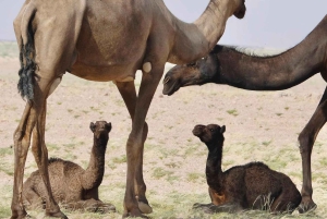 سفاري صحراء غروب الشمس الفاخرة في صلالة وربع الخالي